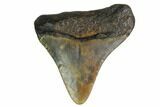 Bargain, Megalodon Tooth - North Carolina #152914-1